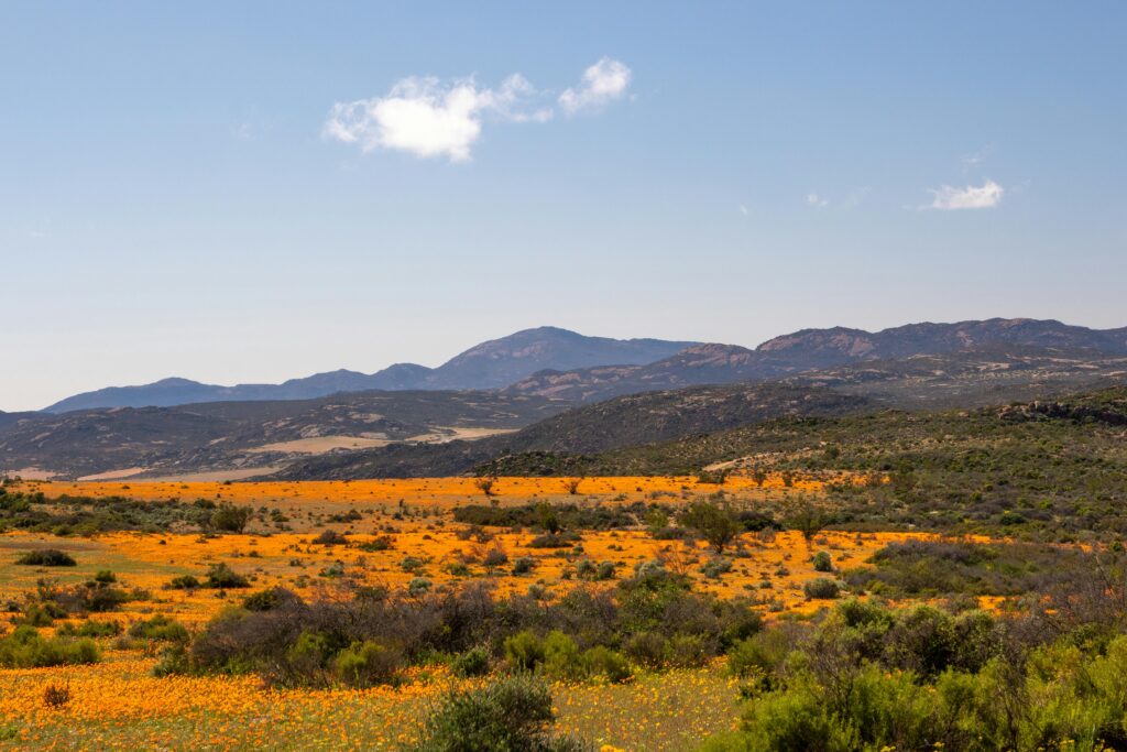 Namaqualand flower season