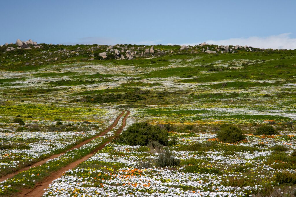 westcoast flower season