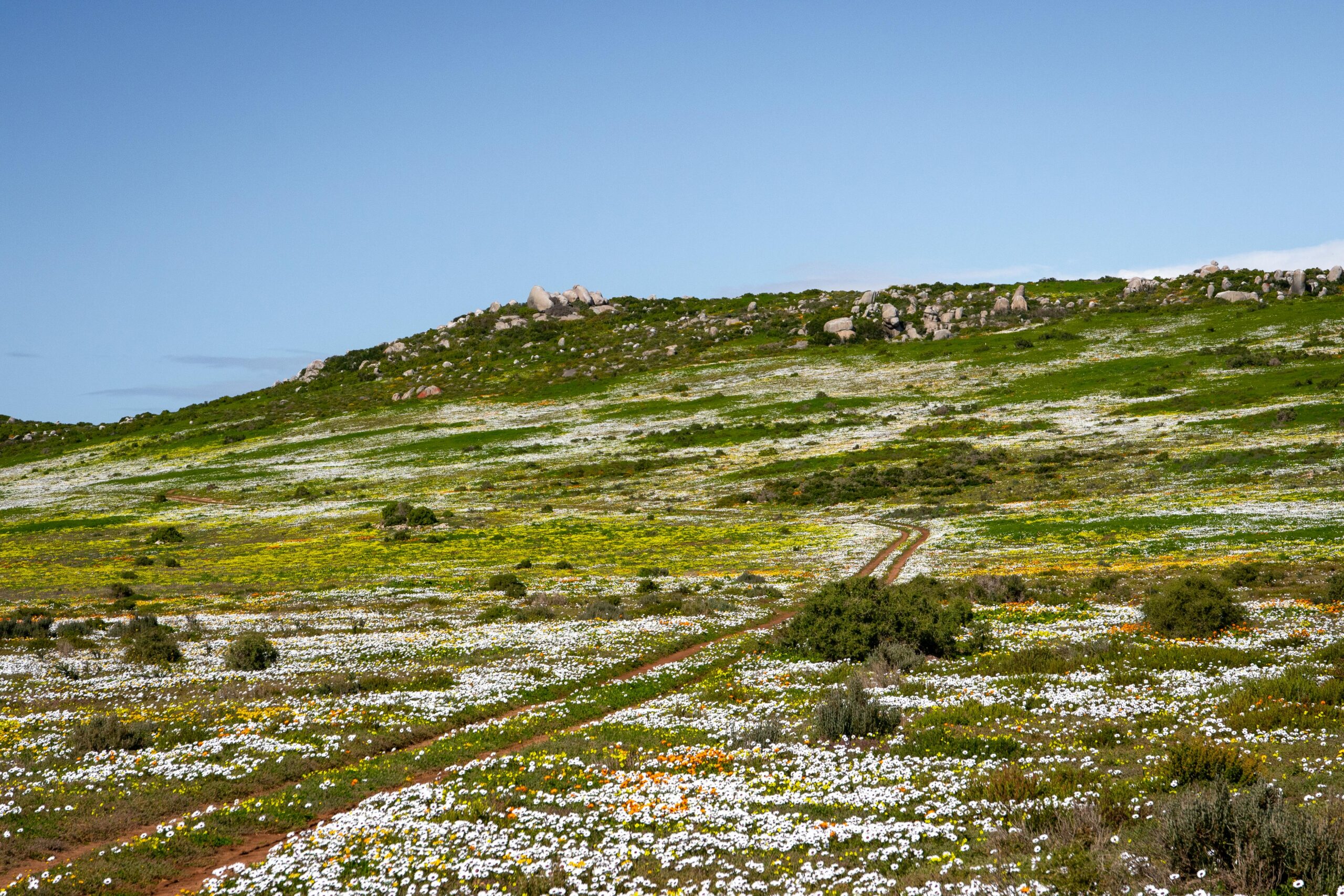West Coast Flower Attraction in Cape Town – Plan Your Stay with Abalone Hotel